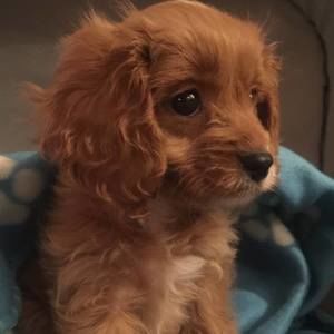 Meet your Posher, Teddy